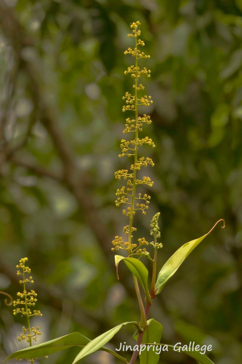 Nepenthes distillatoria L.